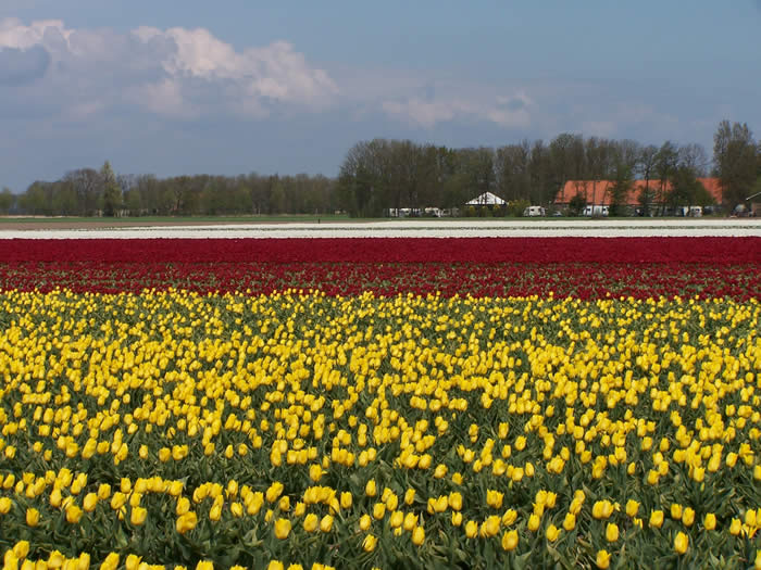 bloembollen bij boerencamping het Ruttenshoekje in Rutten