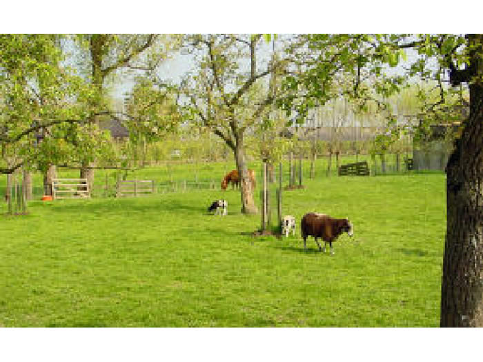 Minicamping De Boerderij in Snelrewaard, Natuurcamping in Utrecht