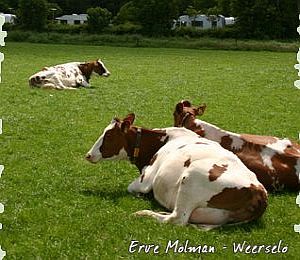 Boerencamping Weerselo