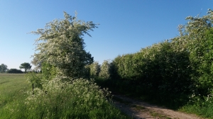 Mooi landweggethe bij camping 't Brenneke