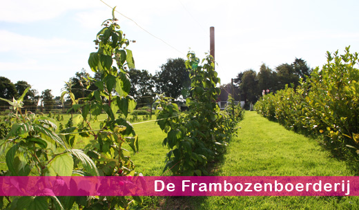 Minicamping De kastanjeboon in Opende, een boerderij camping in de provincie Groningen