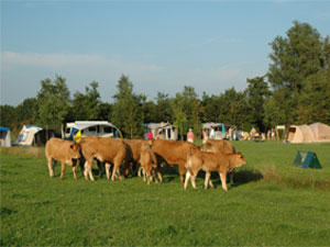 boerderijcamping Yn'e Lansdouwe in Eastermar - minicamping in Friesland