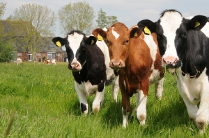 boerenerfvakantie in Warten, Friesland