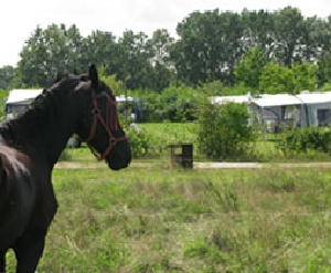 Boerderijcamping Rozenhorst in Limburg