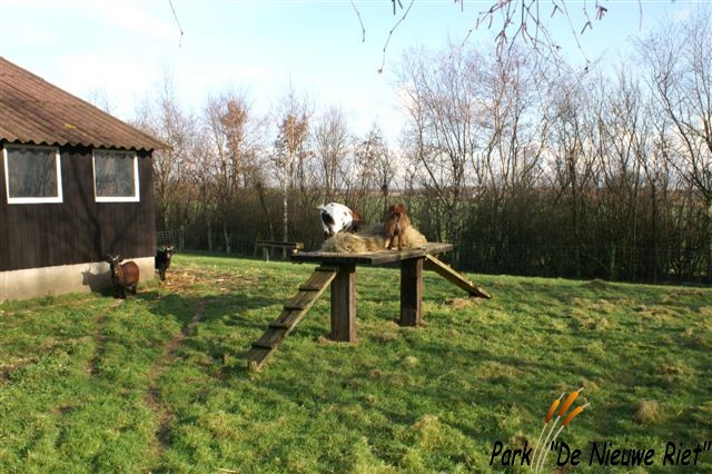 Boerencamping Park de nieuwe Riet