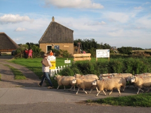 Minicamping De Hoge Kamp in Den Burg, op Texel