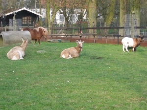 boerderijcamping Weizicht in Zeeland, mini camping in kats