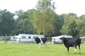 Boerderijcamping Rozephoeve in Noord-Brabant