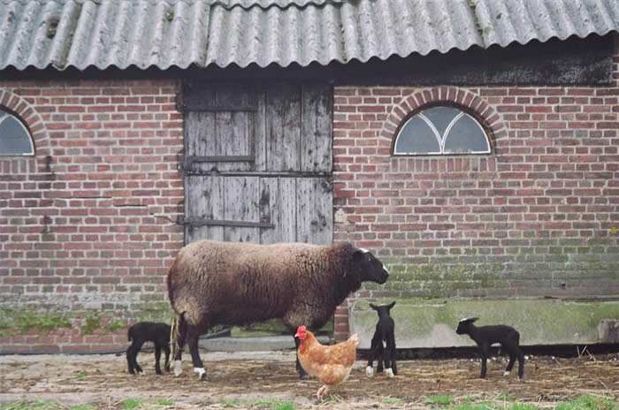 boerencamping Zeeland - minicamping de oliepot