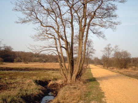 Natuur bij Minicamping De Groote Flierenberg in Berg en Dal