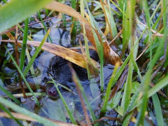 Dieren bij boerencamping Graswijk in Assen