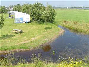 Swaenebloem in Uitgeest