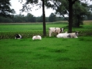 Minicamping Wolkotte in denekamp, boerencamping in Twente, Overijssel